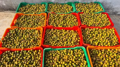  पर्वतमा व्यवसायीलाई लप्सीका परिकार बनाउन भ्याइनभ्याइ 